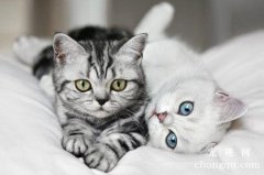 猫咪一直在地上打滚是怎么回事