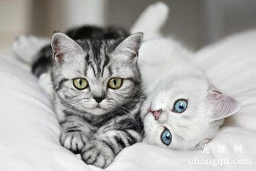 猫咪一直在地上打滚是怎么回事