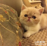 <b>猫咪吐舌头是啥意思</b>