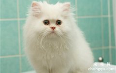 猫咪揣手趴着是什么意思