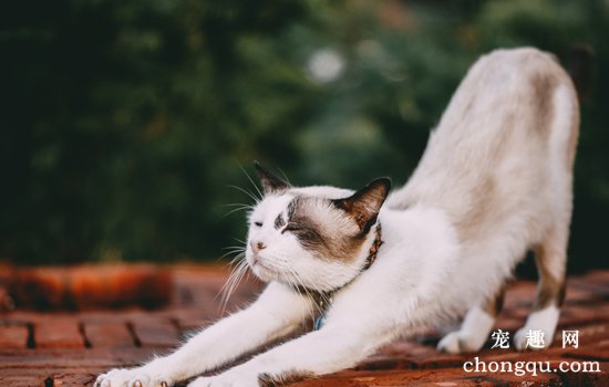 猫咪鼻头是干的是什么原因