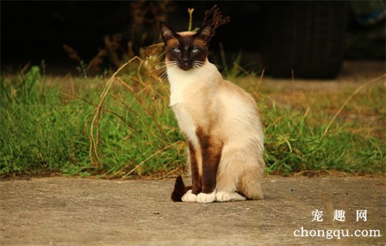 伯曼猫和布偶猫的区别