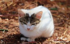 猫咪可以吃南瓜吗