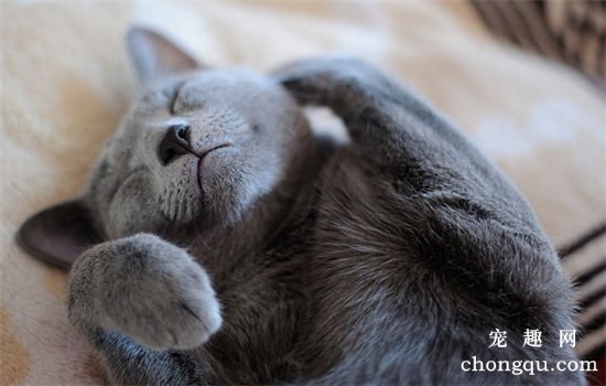 猫吐黄水几天能自愈