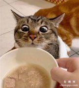 <b>每次看到食物时，猫就会表情得很浮夸，没想到有这么浮夸！</b>