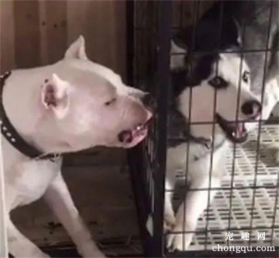 哈士奇挑衅猛犬杜高，下一秒的画面，好想打狗啊，哈哈哈