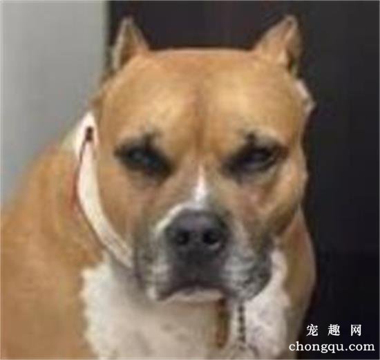 客人问你家狗是不是怀孕了？狗子一脸鄙视：这么大的丁丁你看不见？