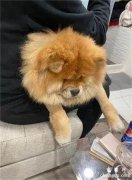 <b>松狮犬每天偷窥男店员，放假看不到还大哭…这是爱上了？</b>