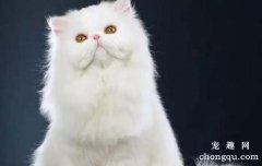 猫发春一直叫怎么办