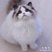 <b>布偶猫祖先是什么猫</b>