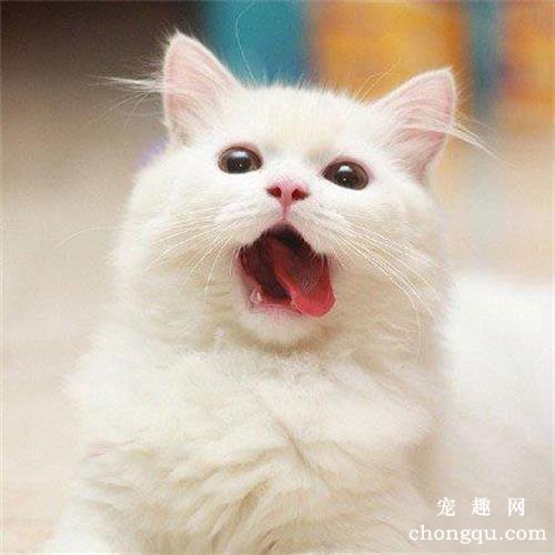 猫咪会来大姨妈流血吗