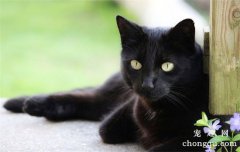 <b>猫不能吃什么?</b>