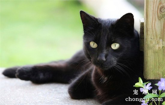 猫不能吃什么?