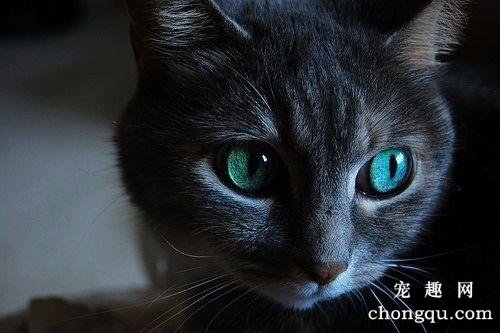 猫一直流口水精神不振怎么办