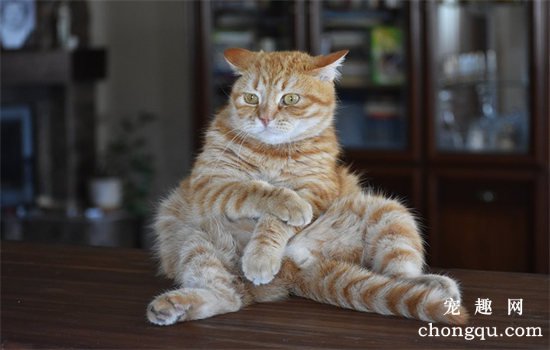 猫看到的世界是什么颜色的