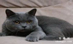 养一只英短蓝猫是种什么体验？