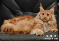 家里猫咪生跳蚤怎么办？怎么处理猫咪身上的跳蚤？