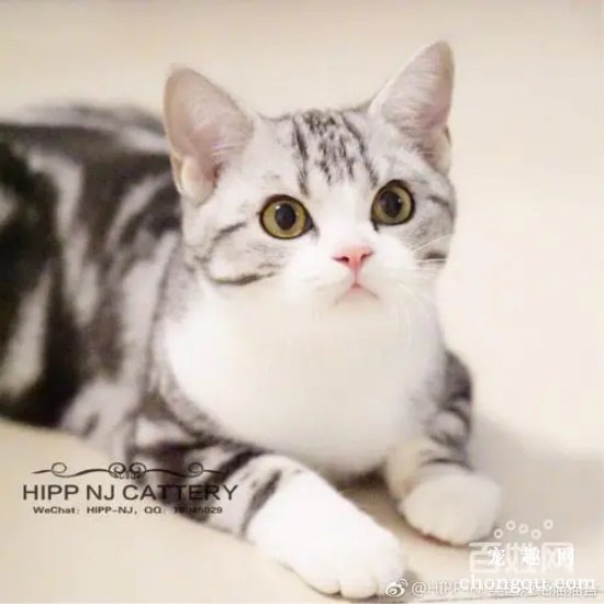 美国短毛猫发腮吗？（美国短毛猫发腮吃什么？）