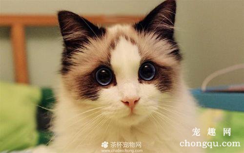 春季猫咪养护重点注意事项