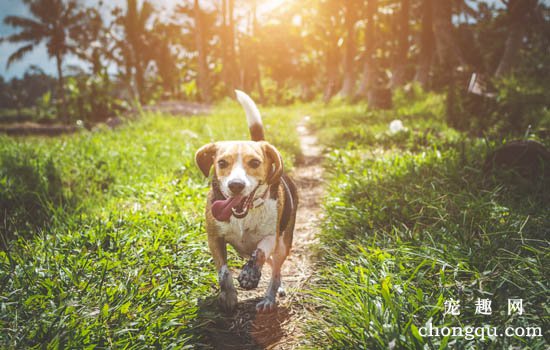 小型犬可以不出去溜吗