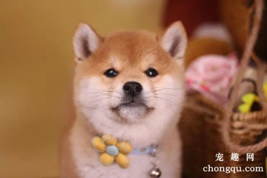 柴犬能吃草莓吗