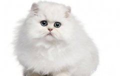 冬天猫咪肉垫干裂怎么办