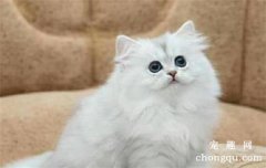 <b>猫毛球症什么症状</b>