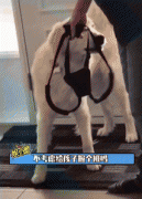<b>金毛：瞧把你给懒的</b>