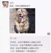<b>金毛：妈妈，你的大暖男回来了！</b>