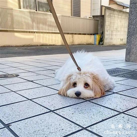 查理王小猎犬美图,查理王小猎犬萌照,查理王小猎犬,查理王小猎犬图片