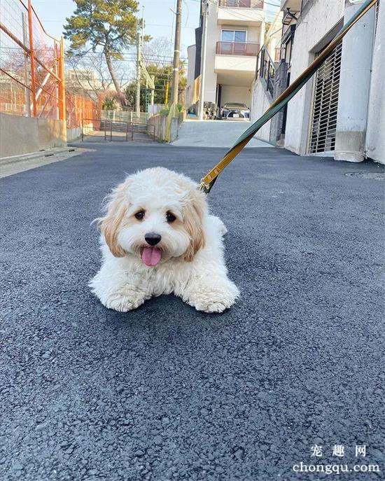 查理王小猎犬美图,查理王小猎犬萌照,查理王小猎犬,查理王小猎犬图片