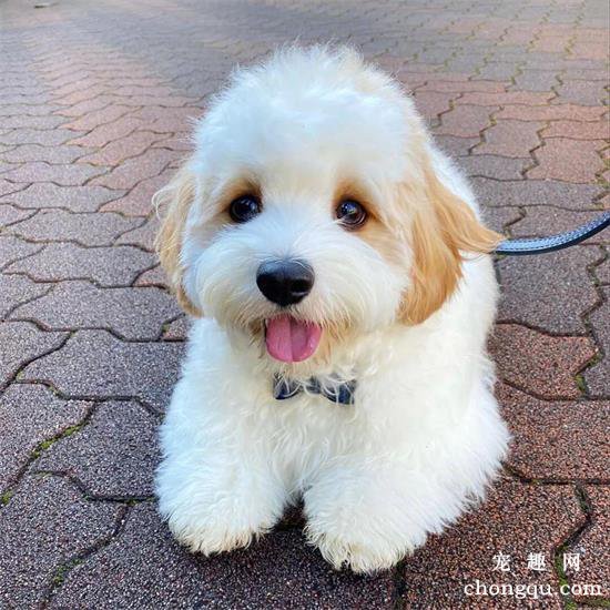 妹子养了一只查理王小猎犬和比熊的宝宝，这颜值……逆天了！