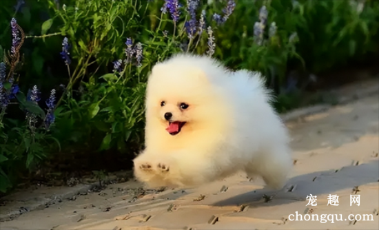 最适合家养的五种狗？看看你家的狗有没有上榜？