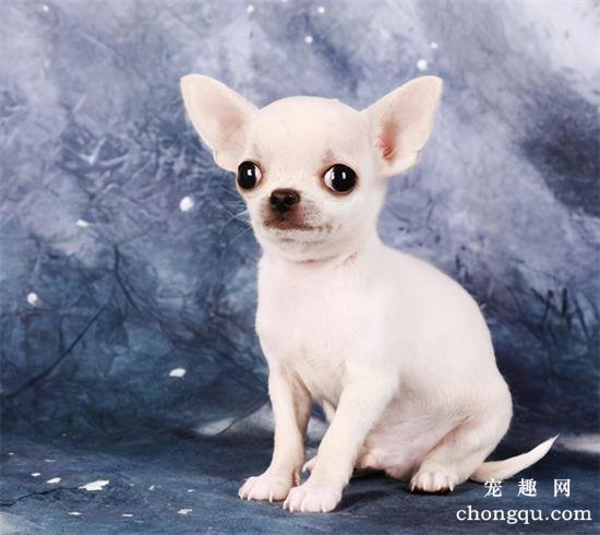 这8种小型犬非常忠诚，养过的人，都不会留下遗憾