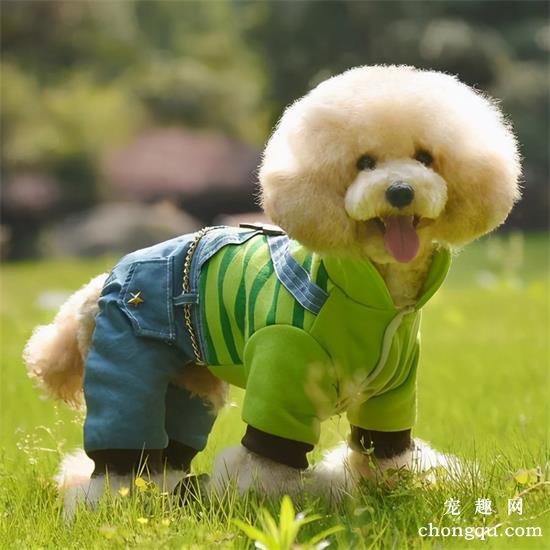 这8种小型犬非常忠诚，养过的人，都不会留下遗憾