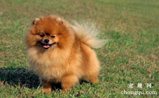 那些便宜又好养的6种小型犬，每一只都不会让你失望