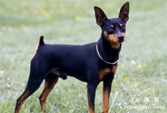 那些便宜又好养的6种小型犬，每一只都不会让你失望