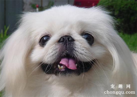 那些便宜又好养的6种小型犬，每一只都不会让你失望