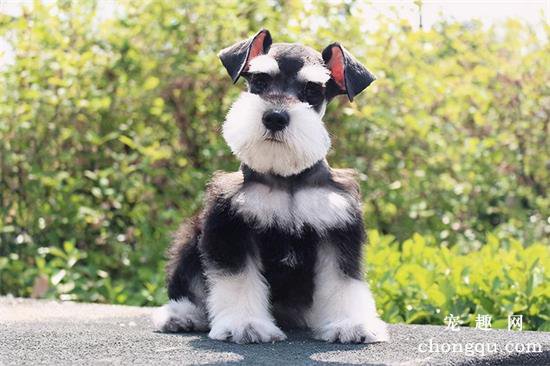 狗圈中最受欢迎的小型犬，谁是你心中的第一