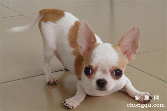 狗圈中最受欢迎的小型犬，谁是你心中的第一
