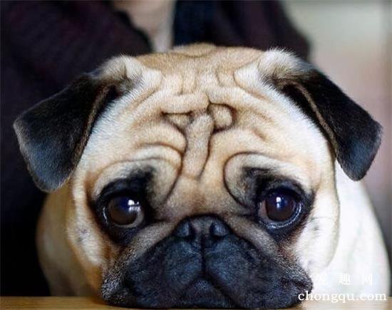 狗圈中最受欢迎的小型犬，谁是你心中的第一