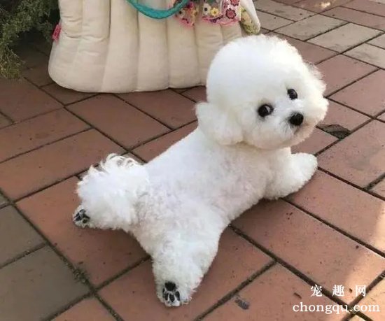 狗圈中最受欢迎的小型犬，谁是你心中的第一
