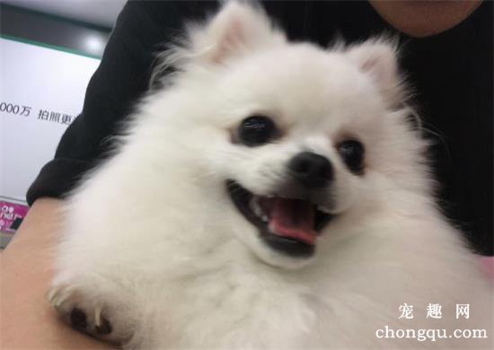 狗圈中最受欢迎的小型犬，谁是你心中的第一