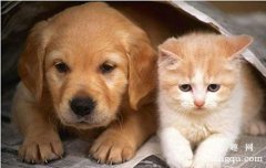 猫的应激拒食多久能好
