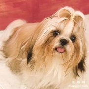 <b>西施犬吃什么美毛 西施犬怎么美毛</b>