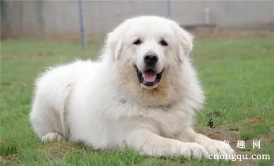 大白熊犬温柔吗  为什么那么多人喜欢大白熊犬