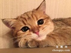猫能喝茶水吗