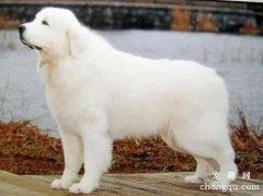 <b>大白熊犬是萨摩耶吗 大白熊犬和萨摩耶区别</b>