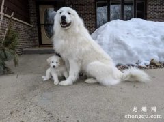 <b>怎么挑选大白熊犬 纯种大白熊犬特征</b>