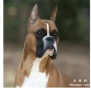 <b>拳师犬性格怎么样 容易饲养吗</b>